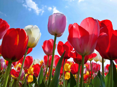 Ein farbenfrohes Tulpenfeld mit roten, rosa, weißen und gelben Blüten, aufgenommen aus der Froschperspektive gegen einen strahlend blauen Himmel mit wenigen weißen Wolken. Die Sonne scheint hell und lässt die Blütenblätter leuchten.